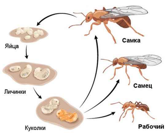 На фото описано развитие муравьев